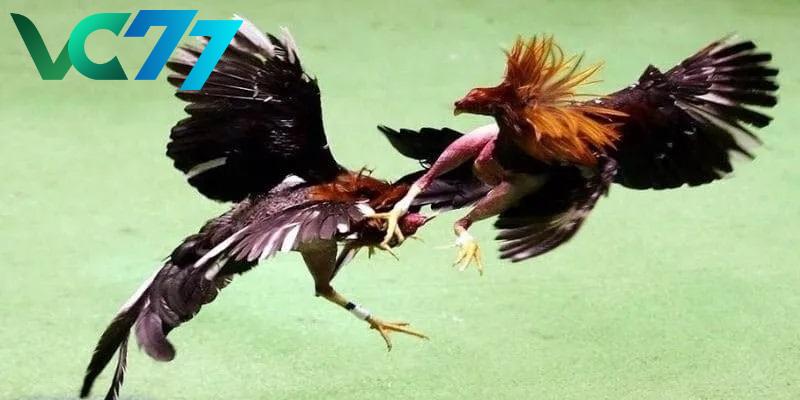 Apply strategies to win big in cockfighting with knives