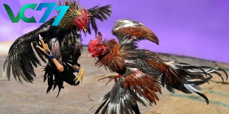 Brief introduction to cockfighting with iron spurs