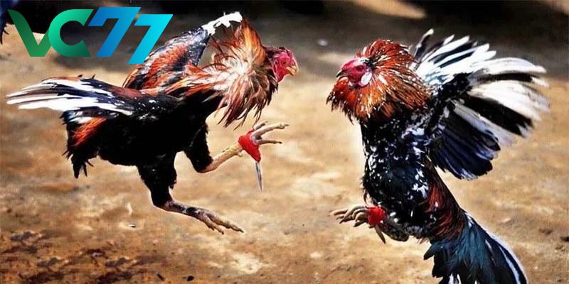 Brief introduction to cockfighting with knives