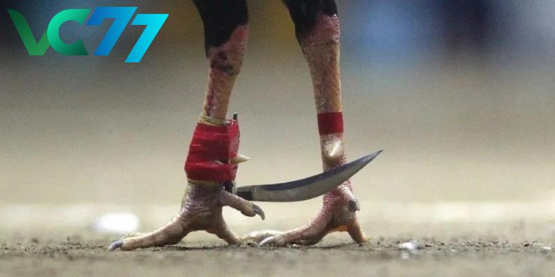 Discover the basic rules of cockfighting with knives at VC77