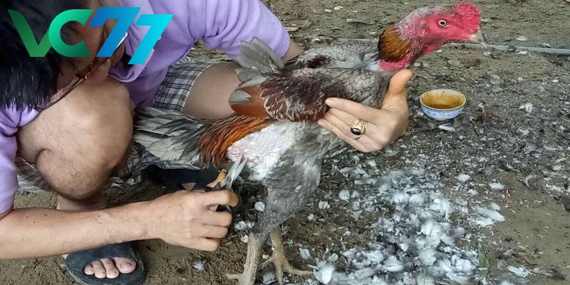 How to distinguish fighting chickens based on care process