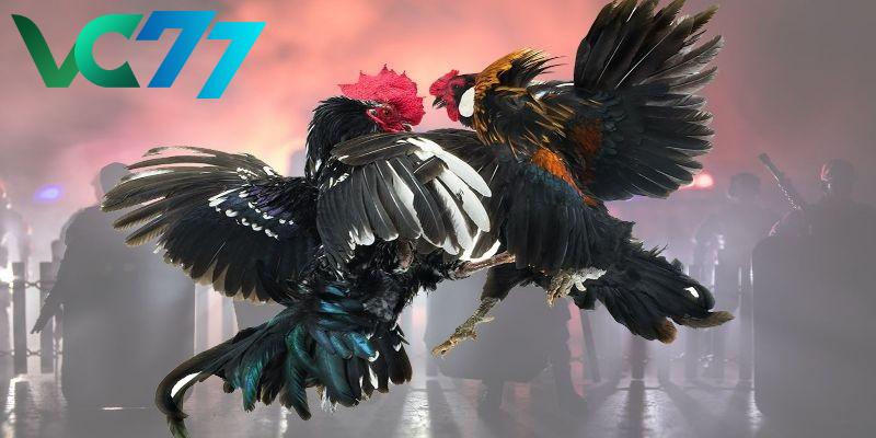 Introducing VC77 cockfighting betting