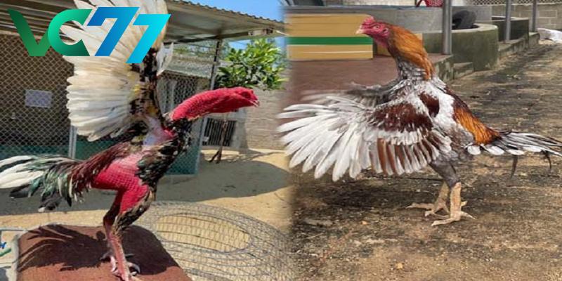 List the signs to identify Ham Long chicken scales with VC77