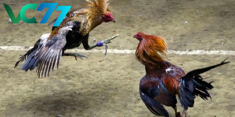 Many advantages when betting on cockfighting at VC77