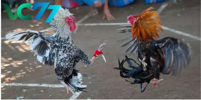 Overview of Thomo cockfighting at VC77