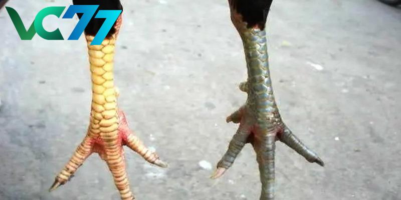Signs to recognize good fighting chickens that you must know clearly