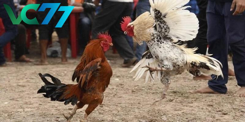 Simple rules of Thomo cockfighting