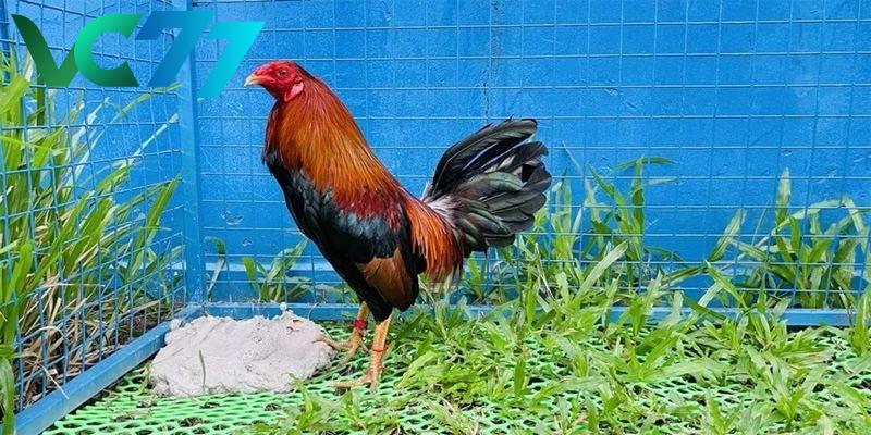 Tips Distinguish fighting chickens by external appearance