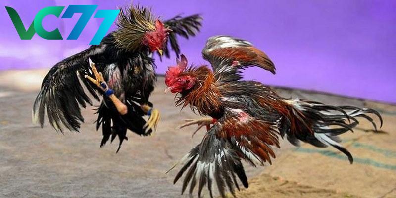Various types of cockfighting competitions at VC77